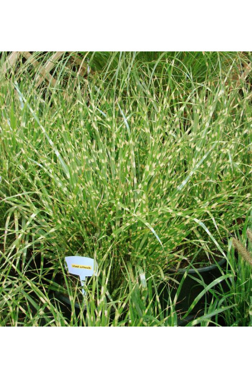 Miskant chiński 'Apache' | Miscanthus sinensis