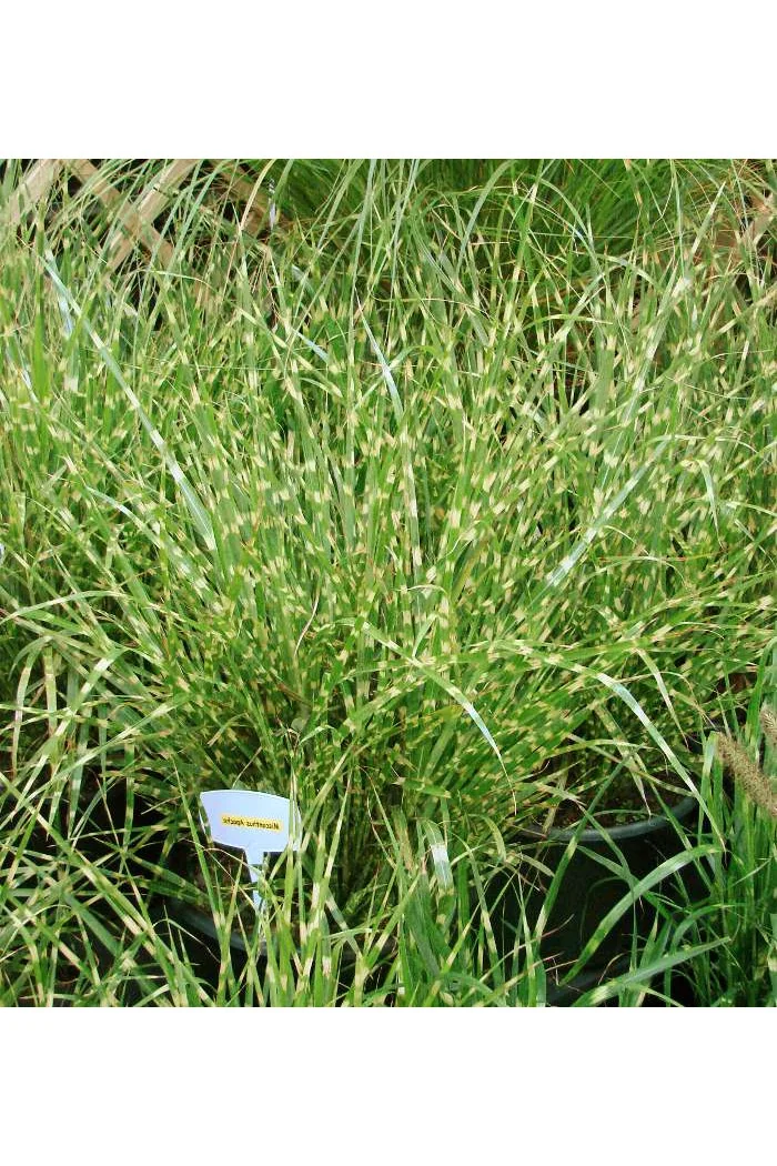 Miskant chiński 'Apache' | Miscanthus sinensis