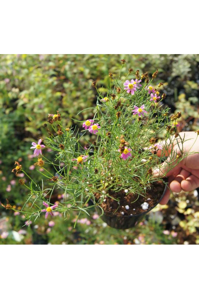 Nachyłek różowy 'American Dream' | Coreopsis rosea