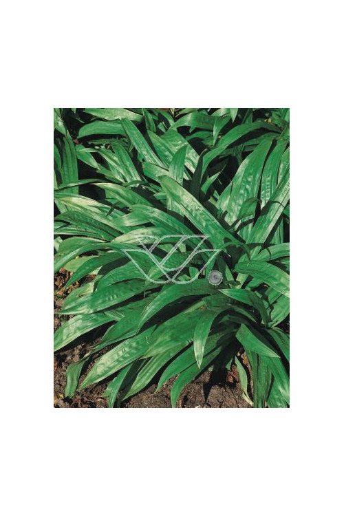 Turzyca babkowata | Carex plantaginea