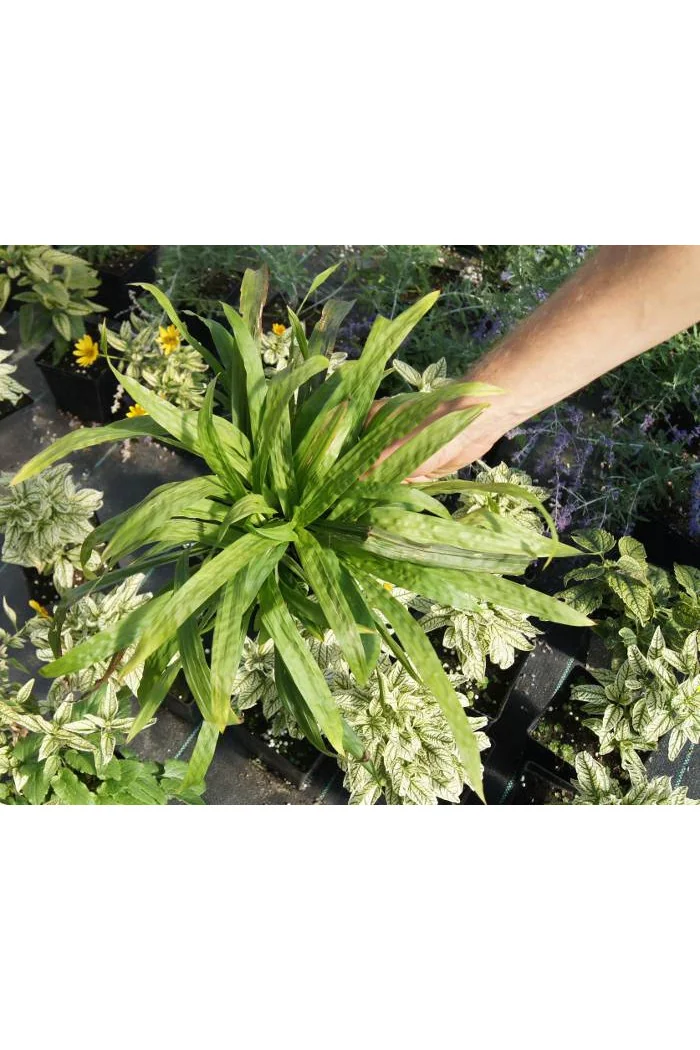 Turzyca babkowata | Carex plantaginea