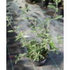 Budleja dawida 'Black Knight' Buddleja davidii