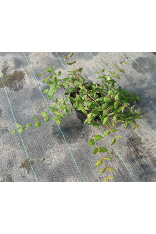 Kolkwicja chińska 'Pink Cloud' Kolkwitzia amabilis