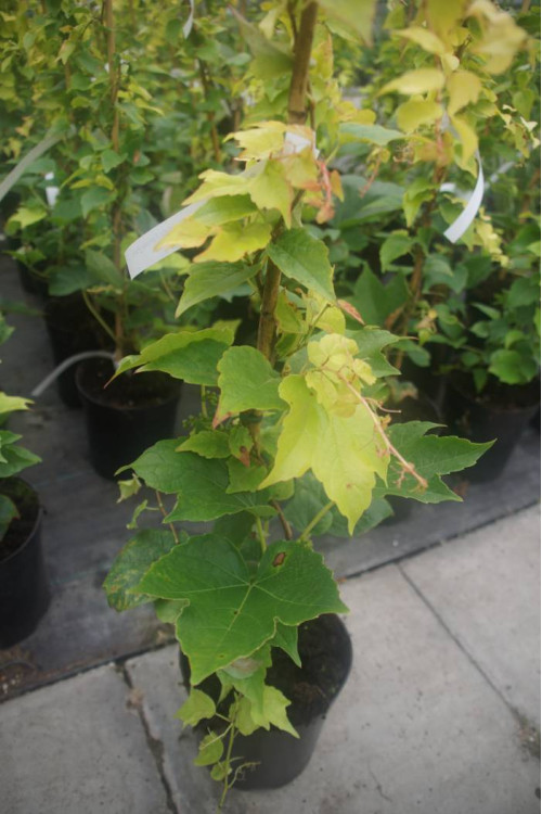 Winobluszcz, winobluszcz Fenway Park, winobluszcz o żółtych liściach, Parthenocissus