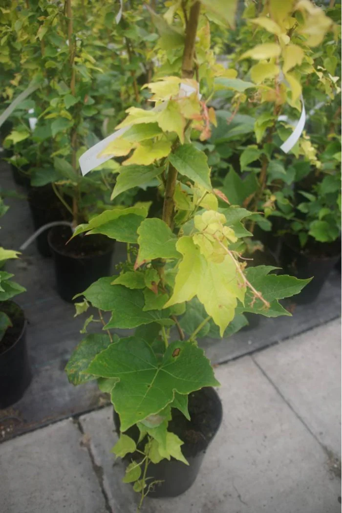 Winobluszcz, winobluszcz Fenway Park, winobluszcz o żółtych liściach, Parthenocissus