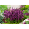 Szałwia Sensation 'Compact Bright Rose' | Salvia