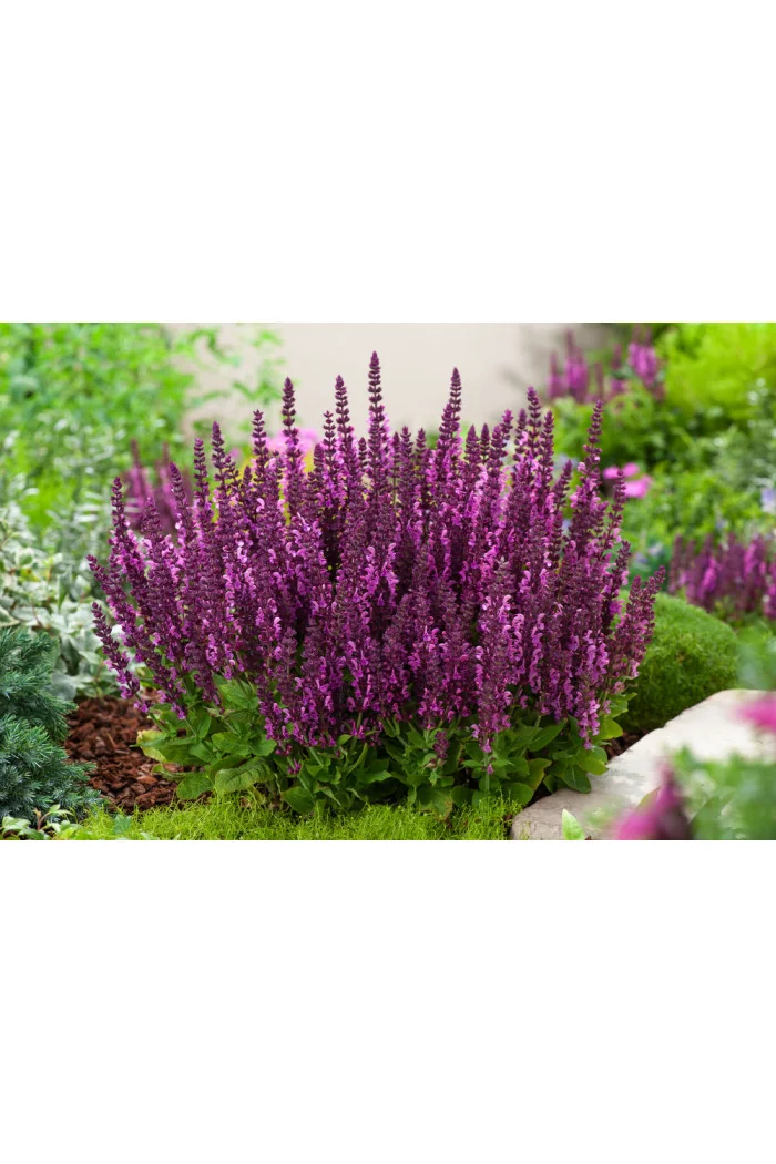 Szałwia Sensation 'Compact Bright Rose' | Salvia