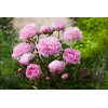 Piwonia 'Sarah Bernhardt' | Paeonia