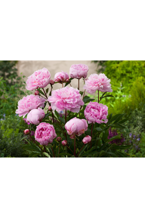 Piwonia 'Sarah Bernhardt' | Paeonia