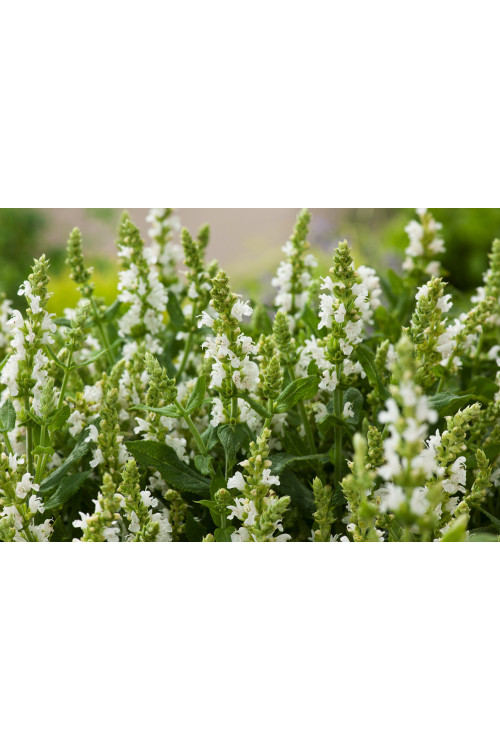 Szałwia Sensation 'Compact White' | Salvia
