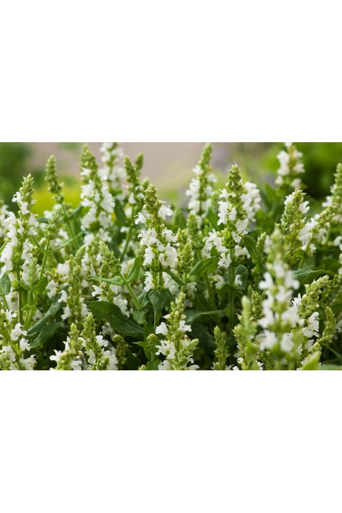 Szałwia Sensation 'Compact White' | Salvia
