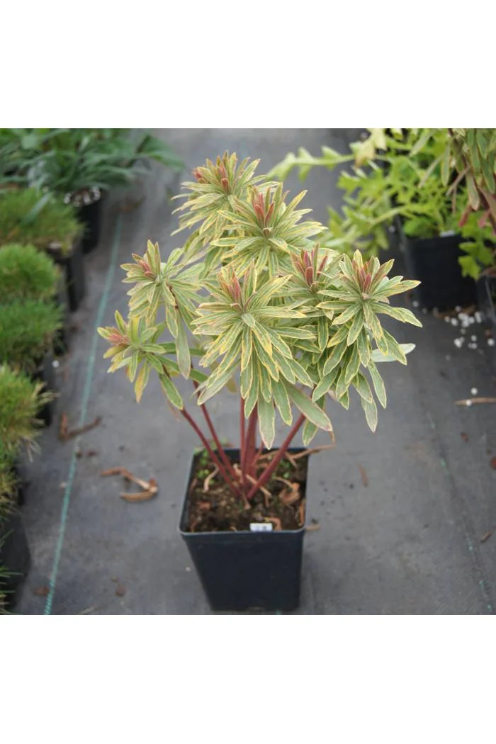 Wilczomlecz migdałolistny 'Ascot Rainbow' div class'lat' Euphorbia amygdaloides /div