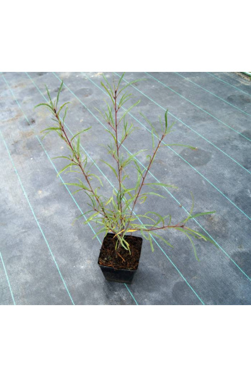 Kruszyna pospolita 'Asplenifolia' | Frangula alnus