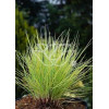 Kostrzewa sina 'Golden Toupee' | Festuca glauca