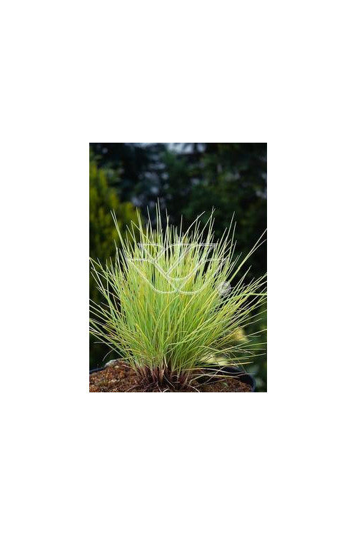 Kostrzewa sina 'Golden Toupee' | Festuca glauca