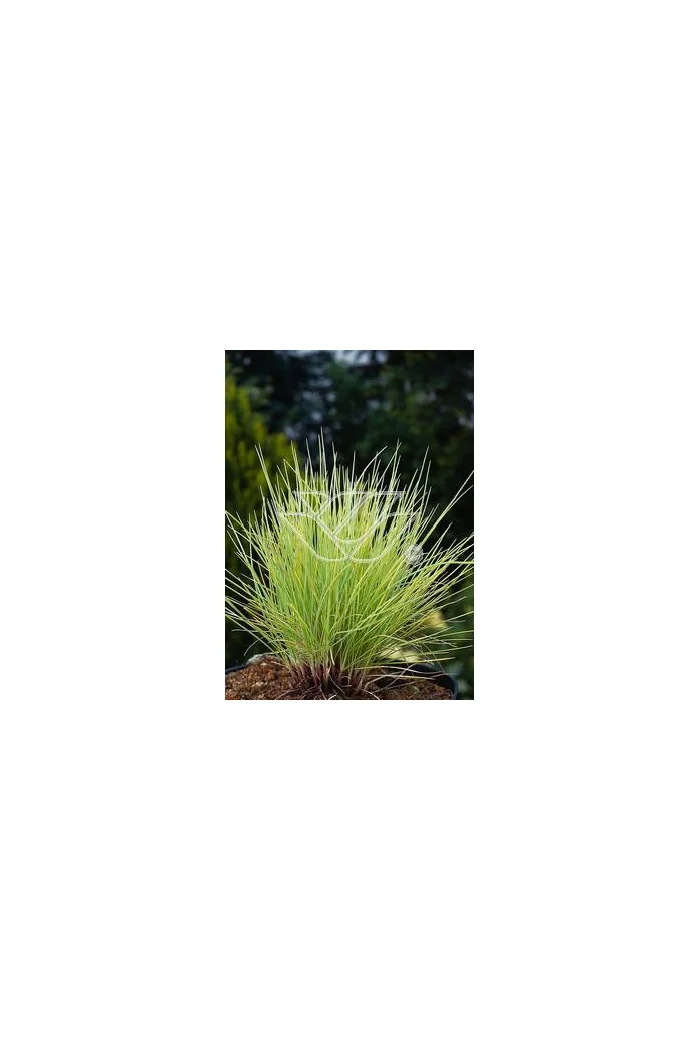 Kostrzewa sina 'Golden Toupee' | Festuca glauca