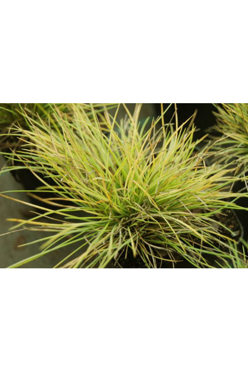 Kostrzewa sina 'Golden Toupee' | Festuca glauca