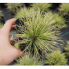 Kostrzewa sina 'Golden Toupee' | Festuca glauca