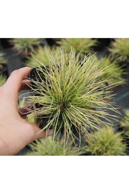 Kostrzewa sina 'Golden Toupee' | Festuca glauca