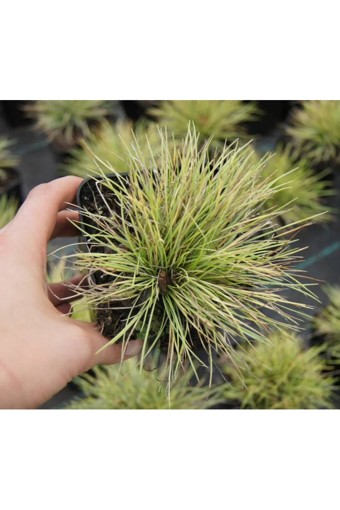 Kostrzewa sina 'Golden Toupee' | Festuca glauca