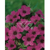 Bodziszek himalajski 'Patricia' Geranium himalayense