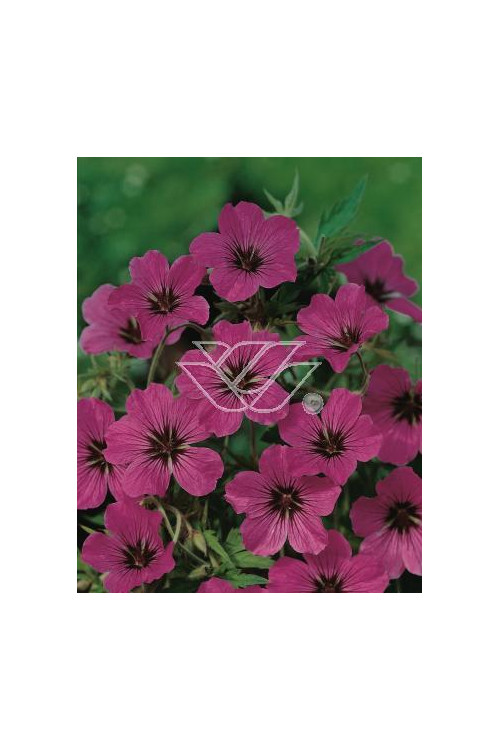 Bodziszek himalajski 'Patricia' Geranium himalayense