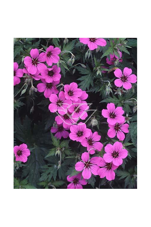 Bodziszek himalajski 'Patricia' Geranium himalayense
