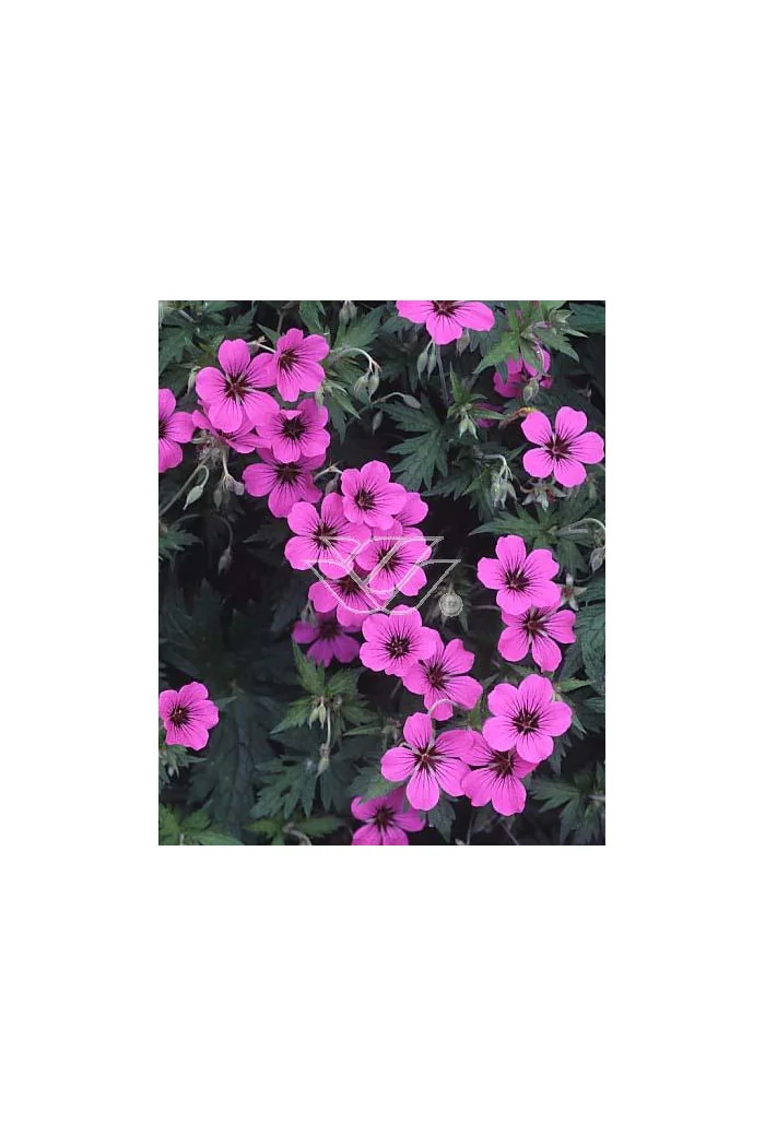 Bodziszek himalajski 'Patricia' Geranium himalayense