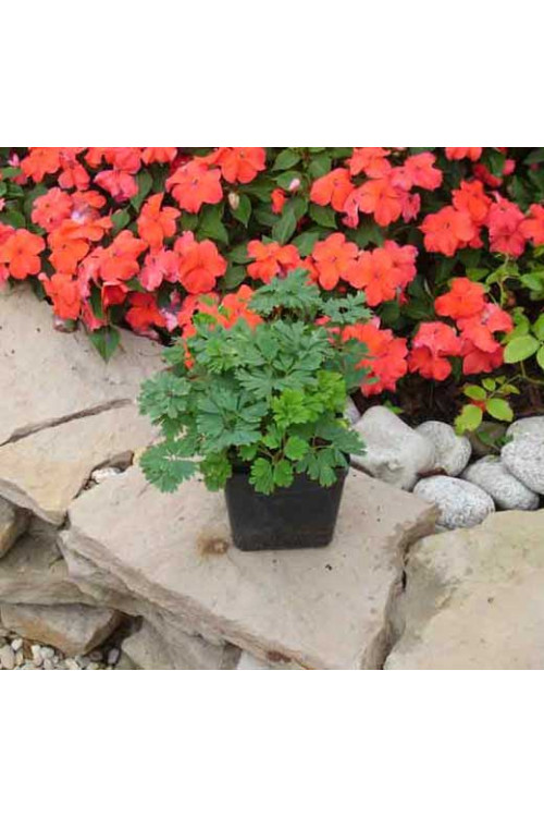 Kokorycz pogięta Corydalis flexuosa