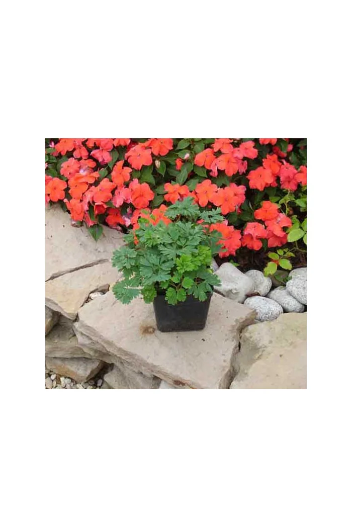 Kokorycz pogięta Corydalis flexuosa