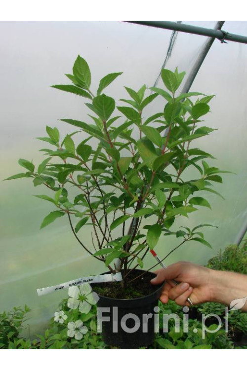 Hortensja bukietowa 'Kyushu' | Hydrangea paniculata