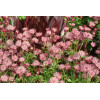 Jarzmianka 'Ruby Cloud' Astrantia