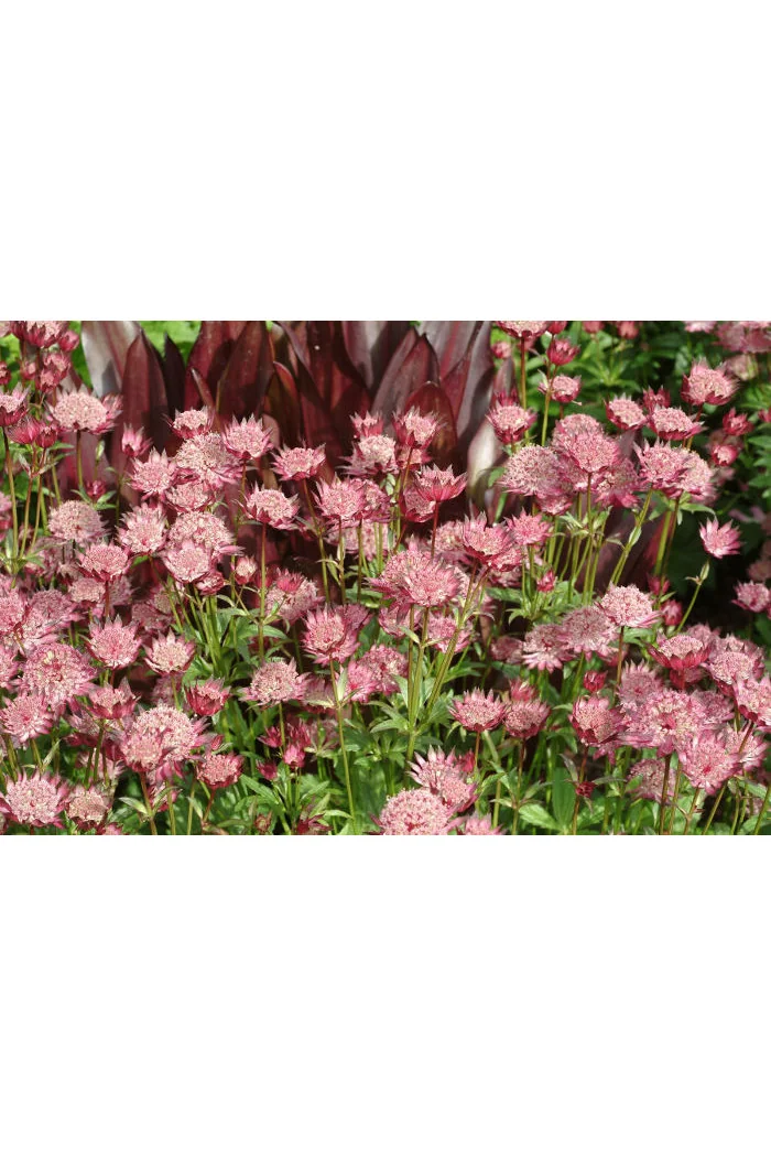 Jarzmianka 'Ruby Cloud' Astrantia