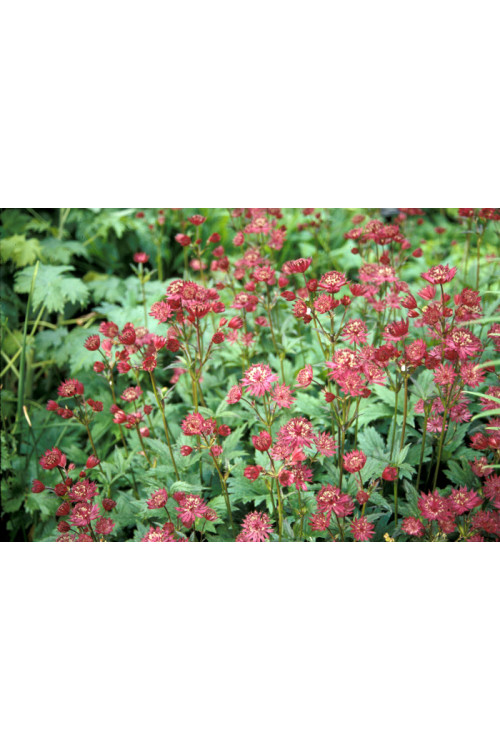 Jarzmianka 'Ruby Cloud' Astrantia