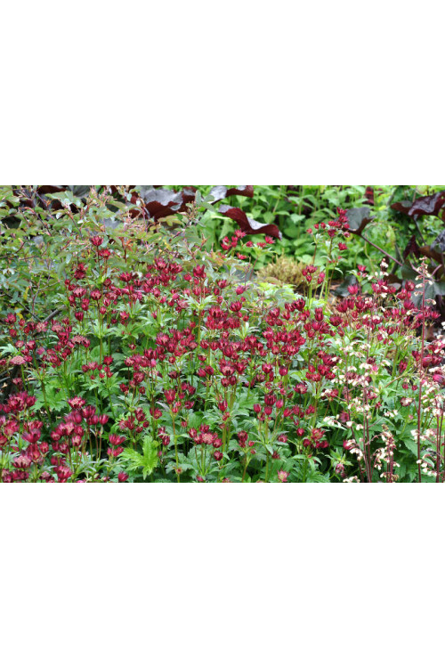 Jarzmianka 'Ruby Cloud' Astrantia