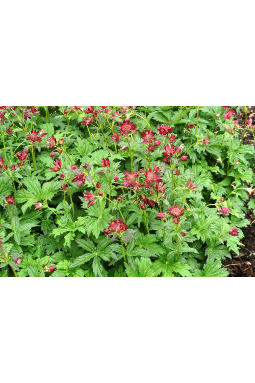 Jarzmianka 'Ruby Cloud' Astrantia