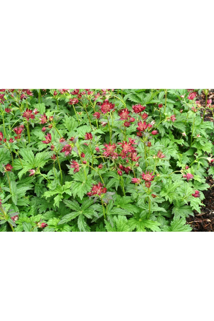 Jarzmianka 'Ruby Cloud' Astrantia