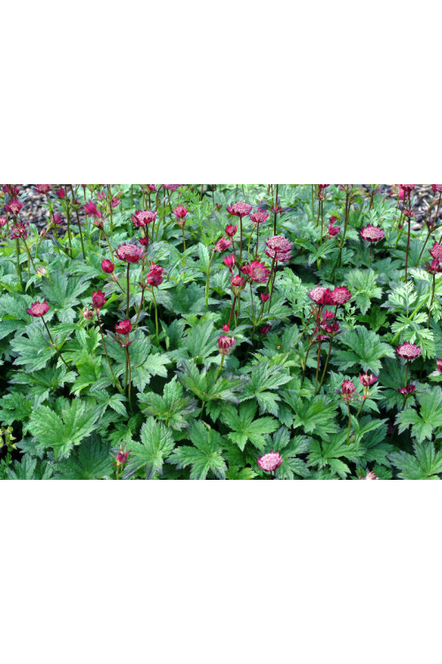 Jarzmianka 'Ruby Cloud' Astrantia