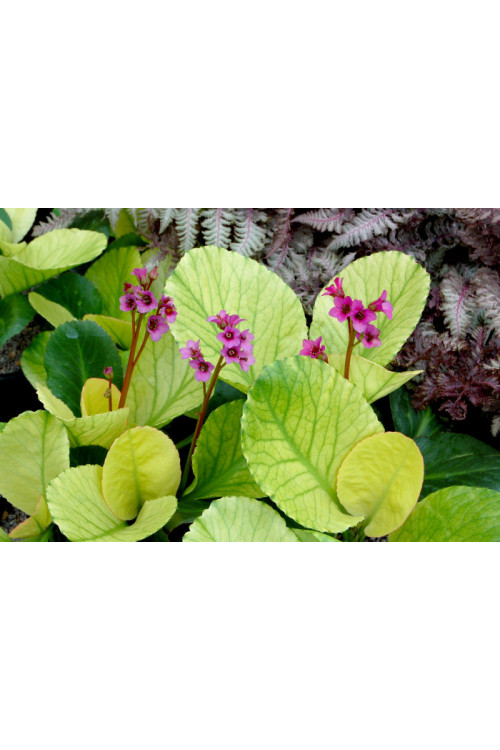 Bergenia 'Lunar Glow' Bergenia cordifolia