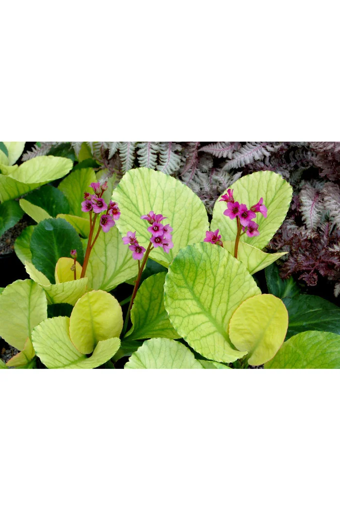 Bergenia 'Lunar Glow' Bergenia cordifolia
