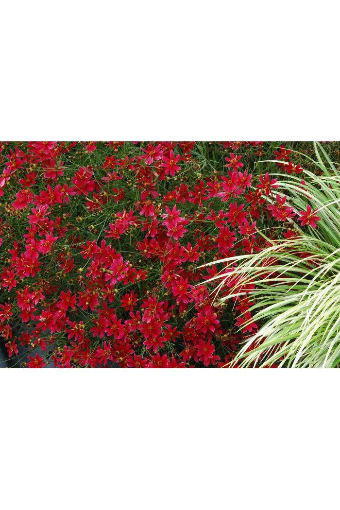 Nachyłek 'Center Stage' Coreopsis