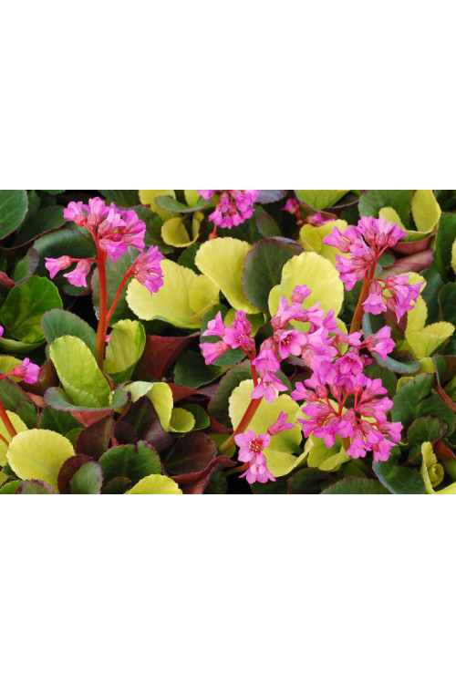 Bergenia 'Lunar Glow' Bergenia cordifolia