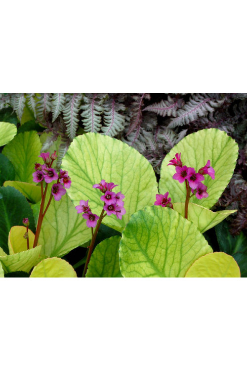 Bergenia 'Lunar Glow' Bergenia cordifolia