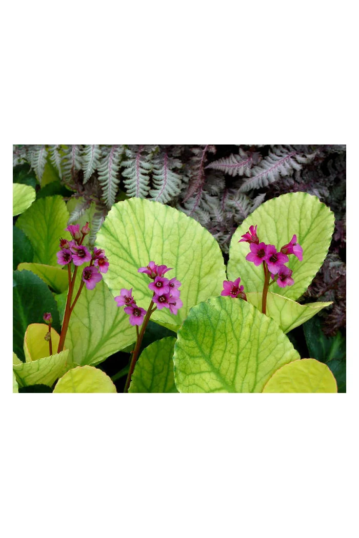Bergenia 'Lunar Glow' Bergenia cordifolia