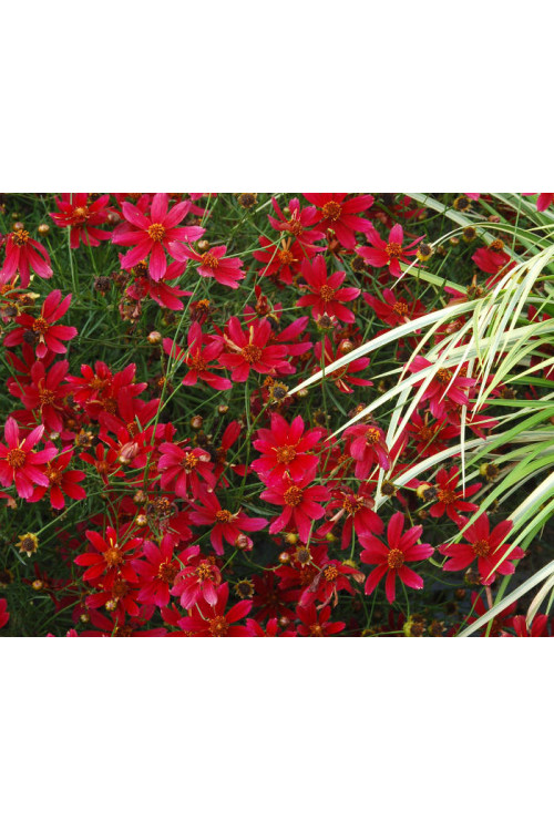 Nachyłek 'Center Stage' Coreopsis