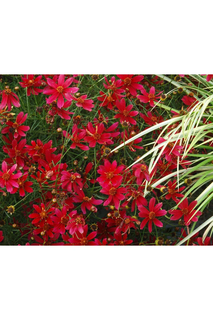 Nachyłek 'Center Stage' Coreopsis