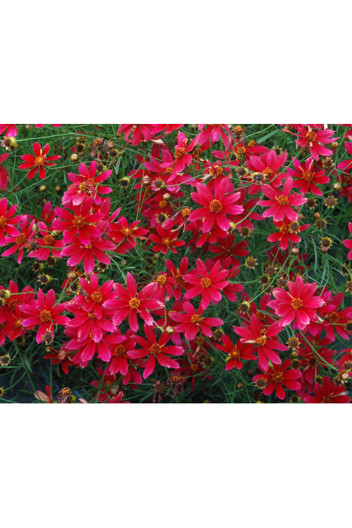 Nachyłek 'Center Stage' Coreopsis