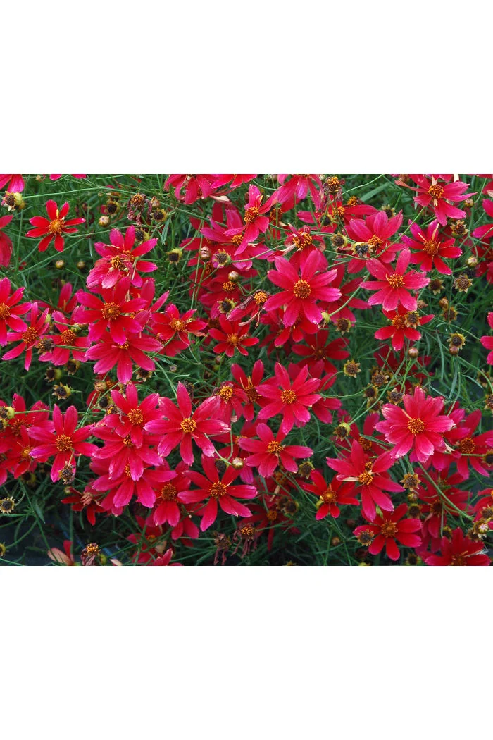 Nachyłek 'Center Stage' Coreopsis