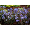 Kokorycz 'Purple Leaf' Corydalis