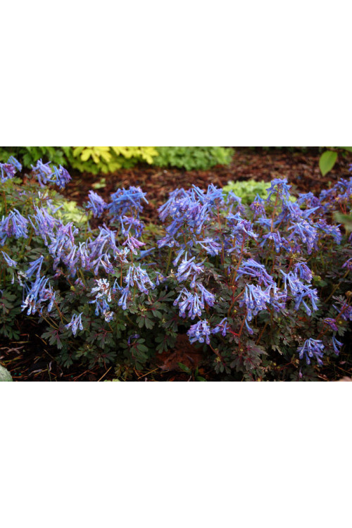 Kokorycz 'Purple Leaf' Corydalis